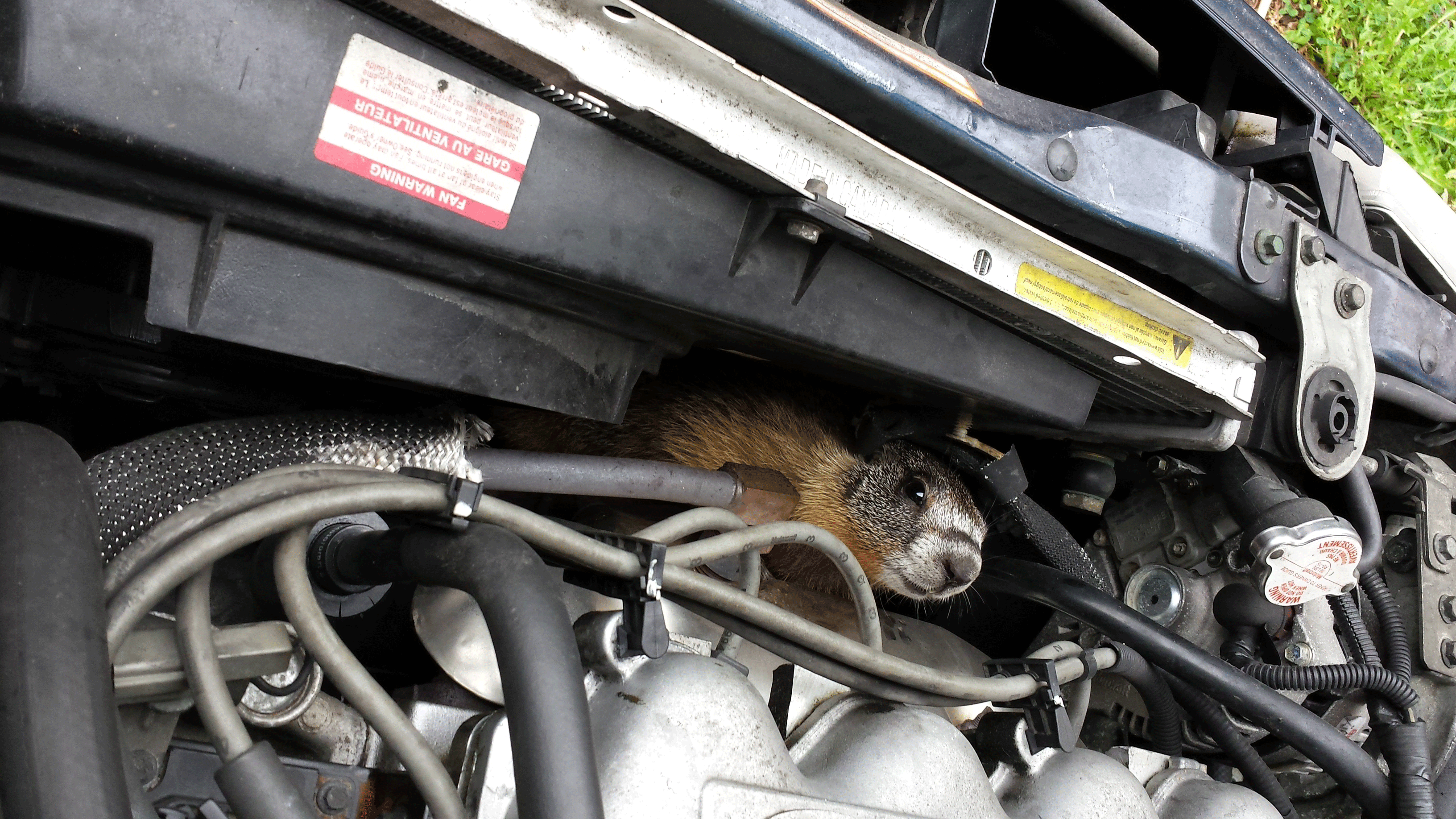 Marmot under the hood!